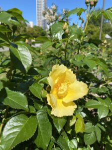 大通公園の薔薇